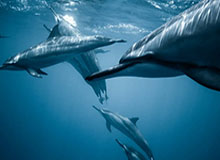 雷速官网-WTA多哈站：郑钦文战胜帕克斯晋级16强将战莱巴金娜